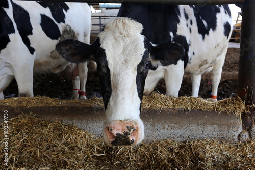 A cow is an even-toed ungulate, a type of cattle.