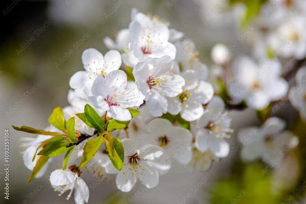 Cherry blossom branch in the garden in spring Cherry blossom branch in the garden in spring