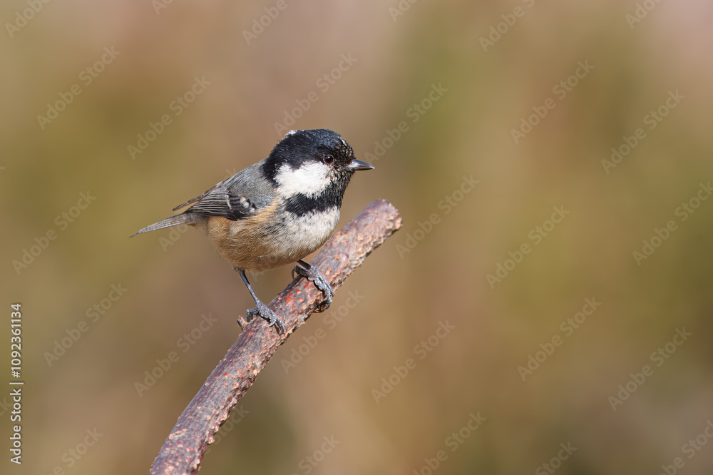 Obraz premium Chapim-carvoeiro com o nome cientifico de (Periparus ater). Pequena ave cabeça preta e branca pousado num ramo.