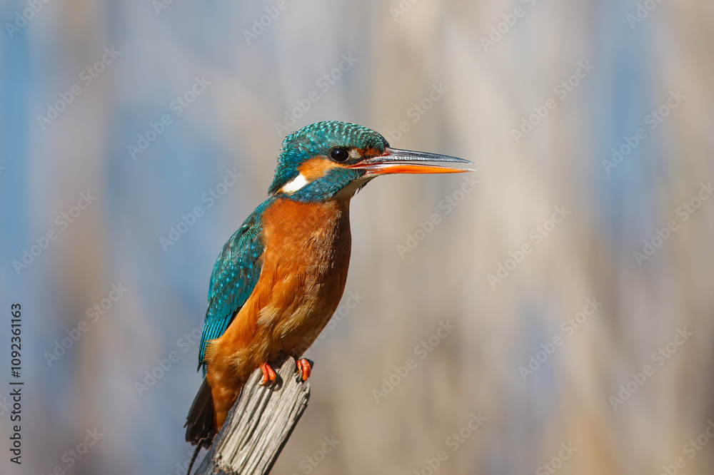Obraz premium Guarda-rios com o nome cientifico de (Alcedo atthis). Pequena ave aquatica de tons azul e laranja, é um excelente pescador.