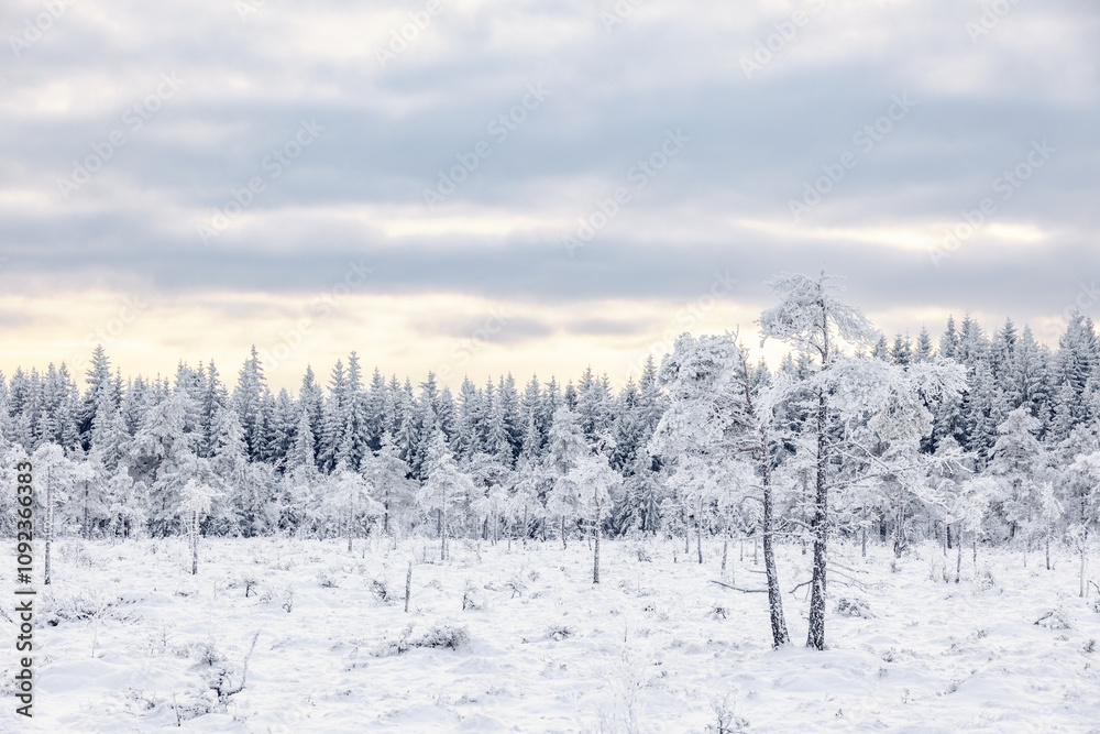 Obraz premium Beautiful frozen winter landscape with frosty pine trees on a bog by a forest