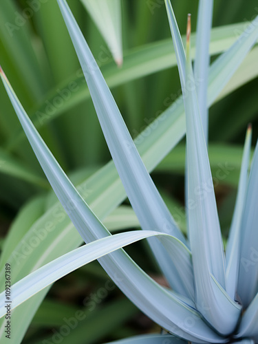 Yucca filamentosa green leaves blue yucca filamentous diagonally close-up, yucca filamentous, leaves of yucca filamentous, green background from leaves, gradient perennial evergreen plant photo