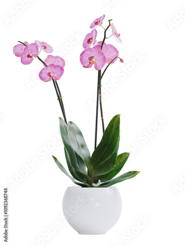 3d render of isolated pink orchid in pot for indoor interior decoration on transparent background png format