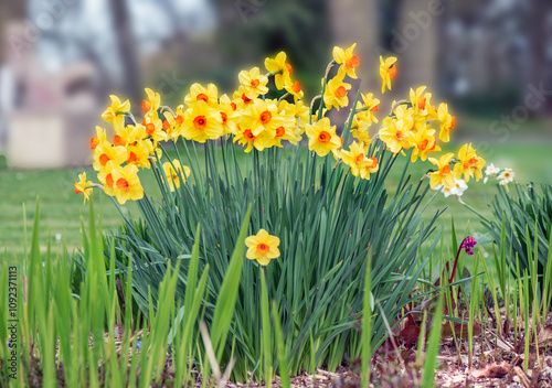 beautiful yellow daffodils blooming in a flower bed blooming in a park