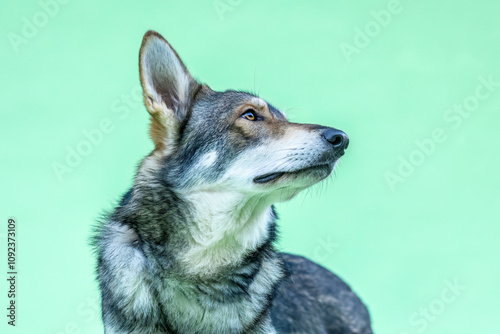 A wolf dog hybrid on green studio background photo