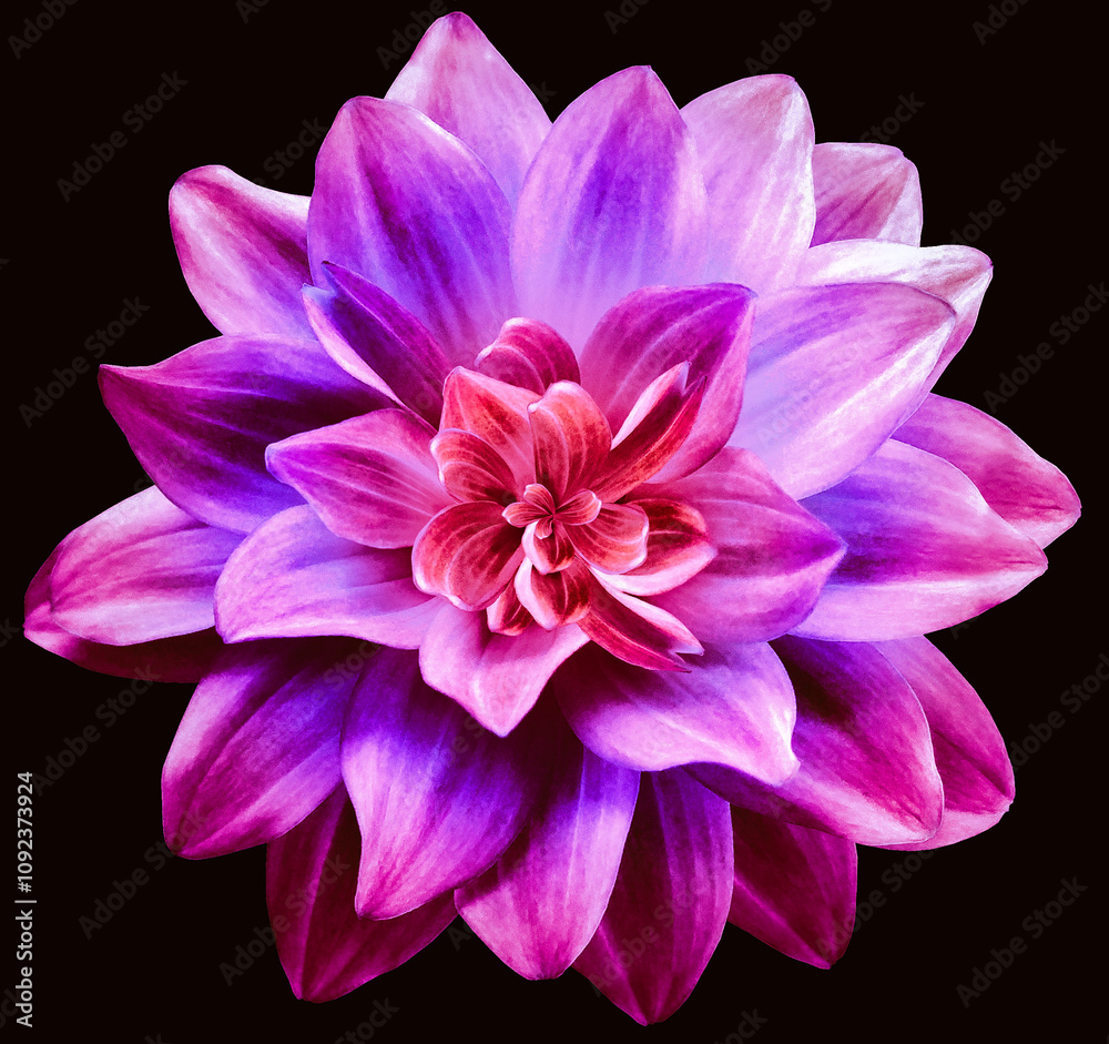 Fototapeta premium dahlia flower. Flower isolated on the black background. Close-up. Nature.