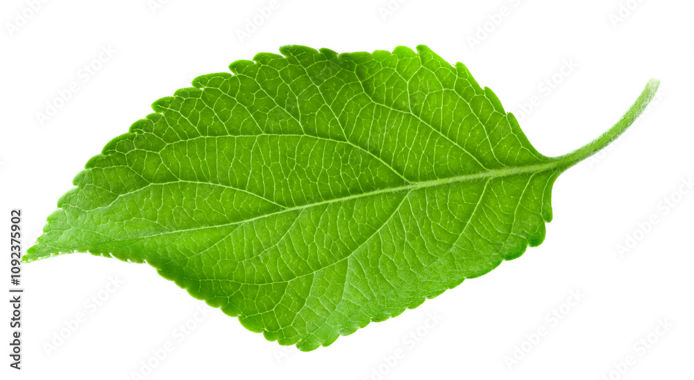 Fototapeta premium apple leaf isolated on white background. clipping path