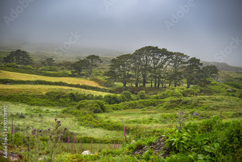 Landschaft in Irland auf der Halbinsel Sheep`s Head photo