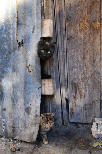 Curious Cats Peek Out of Rustic Hut