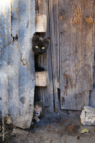 Curious Cats Peek Out of Rustic Hut