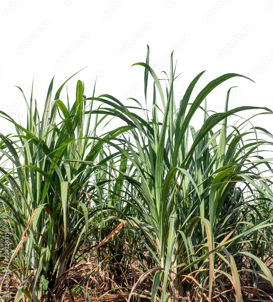 Fototapeta premium Sugarcane on transparent background with clipping path, suitable for print and web pages.