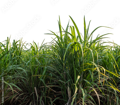 Sugarcane on transparent background with clipping path, suitable for print and web pages.