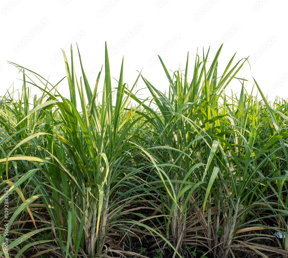Fototapeta premium Sugarcane on transparent background with clipping path, suitable for print and web pages.