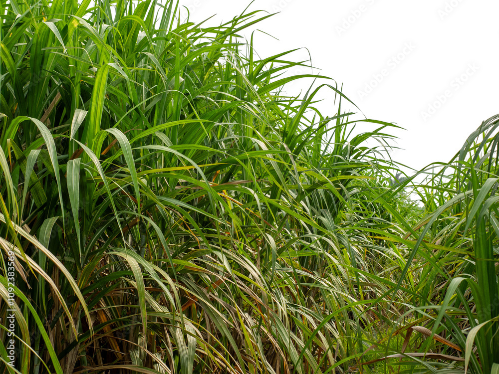 Fototapeta premium Sugarcane on transparent background with clipping path, suitable for print and web pages.