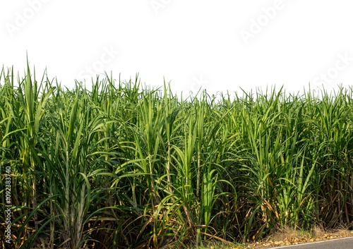 Sugarcane on transparent background with clipping path, suitable for print and web pages..
