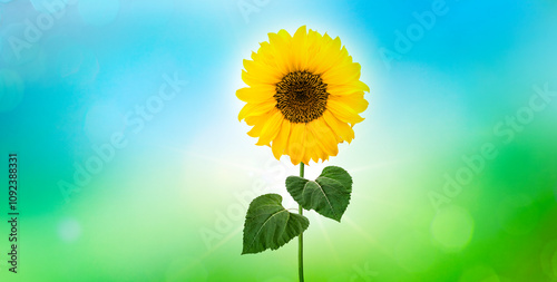Sonnenblumen isoliert auf bunteem Hintergrund