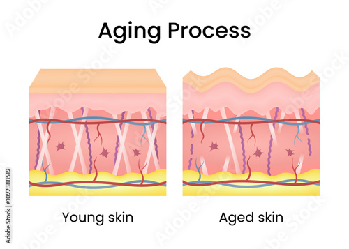 Differences in skin structure between young and aged skin