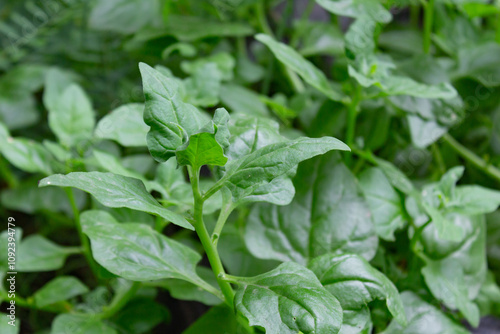 Wallpaper Mural organic cultivation of creeping spinach Torontodigital.ca
