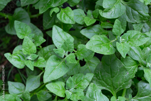Wallpaper Mural organic cultivation of creeping spinach Torontodigital.ca