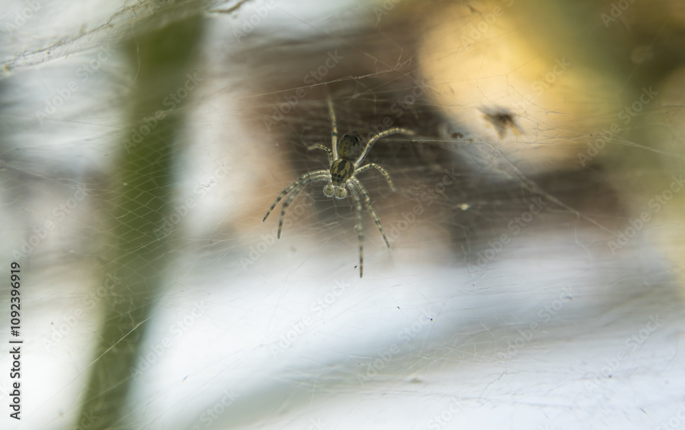 Silent Weaver: A Macro Photography Capture of a Spider on Its Nest Silent Weaver: A Macro Photography Capture of a Spider on Its Nest