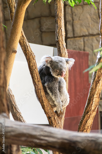 Koala in a tree