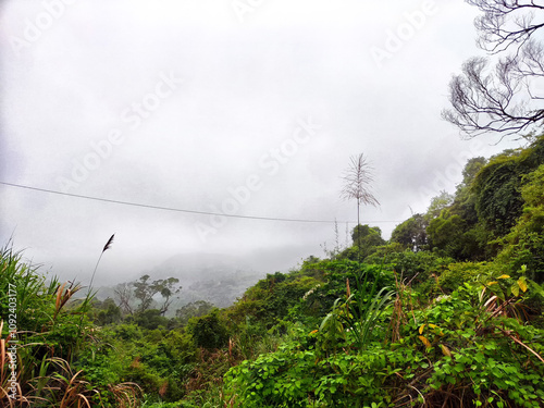 Tableau sur toile Misty landscape view of lush greenery in a mountainous region on a foggy day