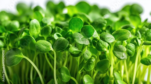 Lush green radish microgreens thriving against a bright white background, showcasing their vibrant leaves and delicate stems.