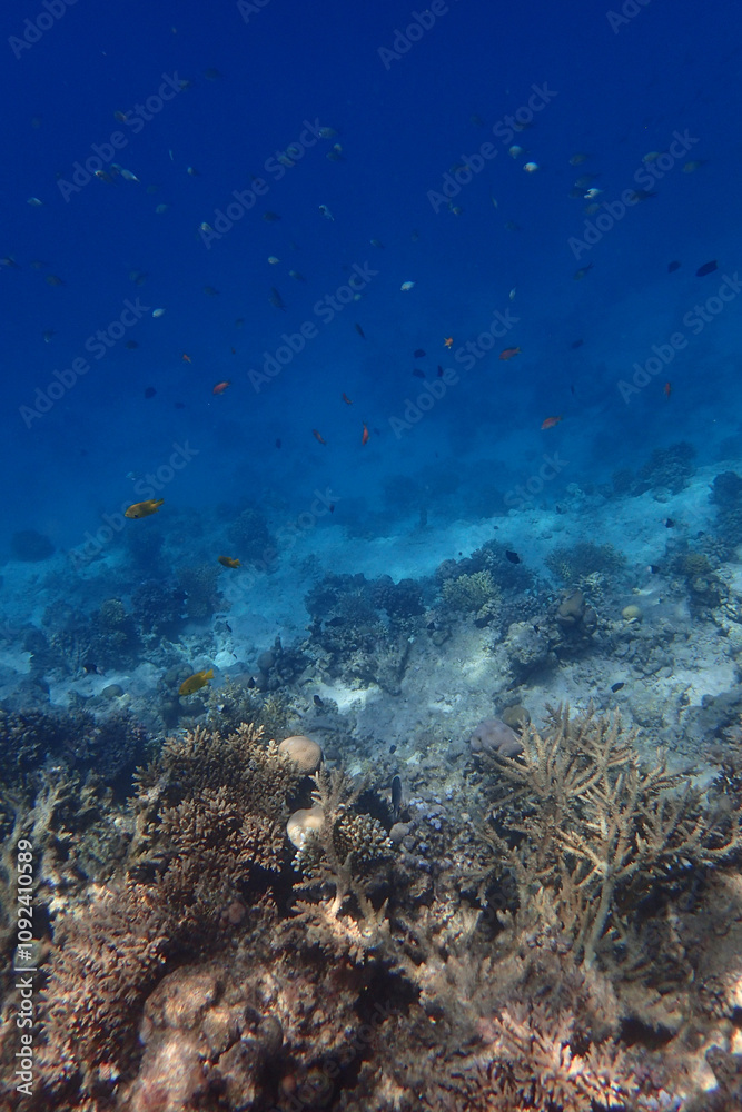 Obraz premium marine life in the Red Sea Egypt, hurghada