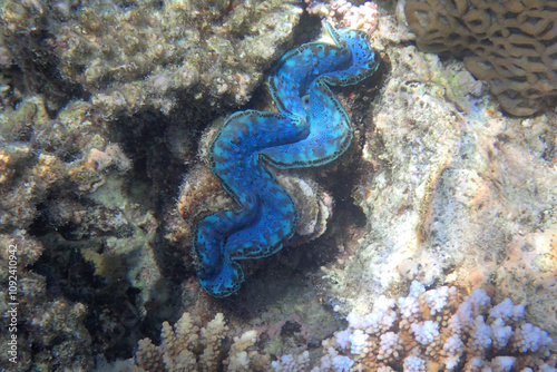 blue sea shell photo