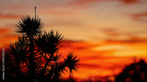 Silhouette of yucca plant at sunset, fiery sky and bold contrast, dramatic natural scene, stock photo