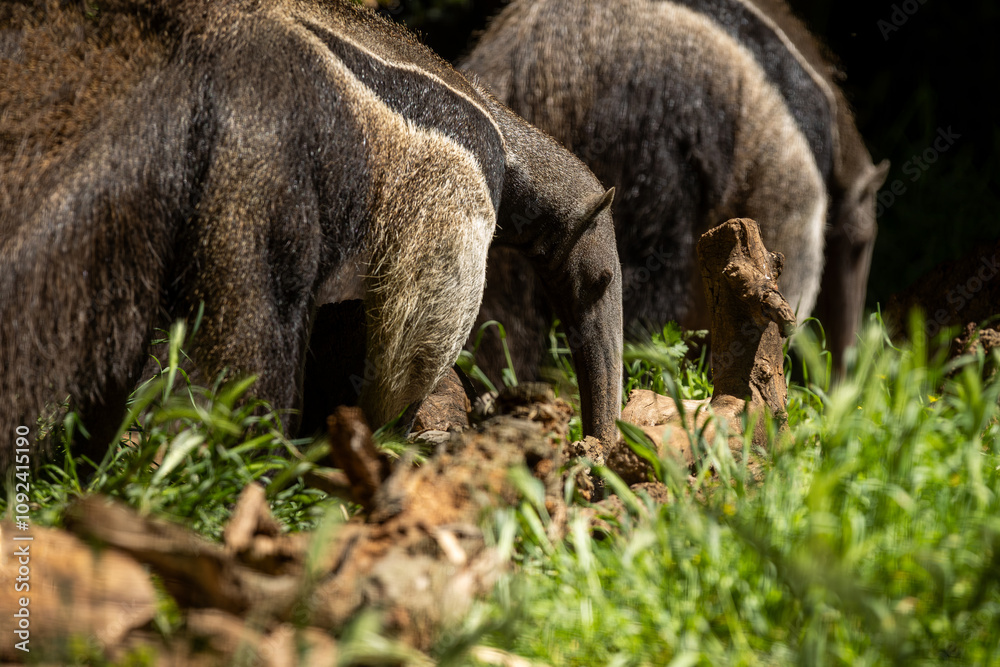 Giant anteater (Myrmecophaga tridactyla) searching for ants Giant anteater (Myrmecophaga tridactyla) searching for ants