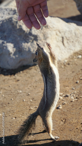 Mt. Rainier Cascade Golden-mantled ground squirrel closeup photo