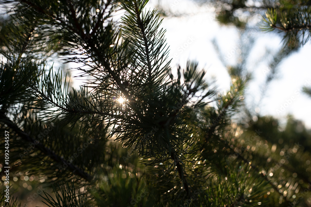 The needles of a young pine tree. Coniferous plantings of the forest. Pine in the summer.