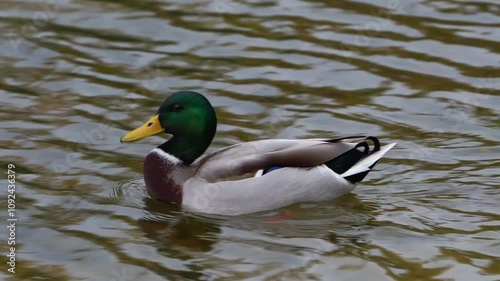 Mallard Duck Drake Descends the Shore Towards the Water and Swims Gracefully in the River or Lake. A Serene Wildlife Scene in Nature's Tranquility.