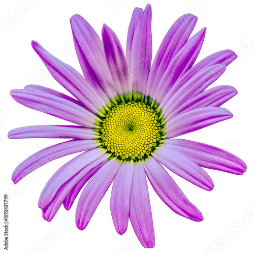 Purple   Chamomile  flower isolated on a   white background. Close-up. For design. Nature.