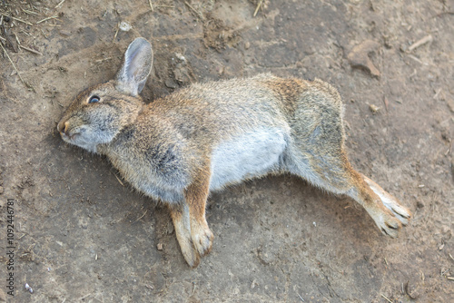 Dead Eastern Cottontail Rabbit. Mission Peak Regional Preserve, Alameda County, California. photo