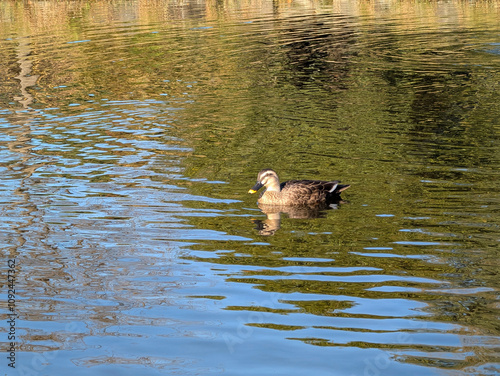 カルガモ　公園の池 photo