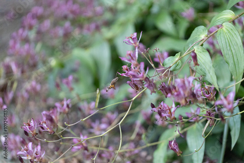 ホトトギスの花の蜜を吸うヒメクロホウジャク photo