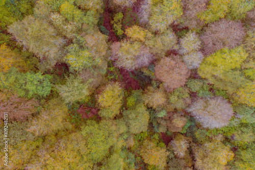 Saja beech forest from the air, Cantabria, Spain