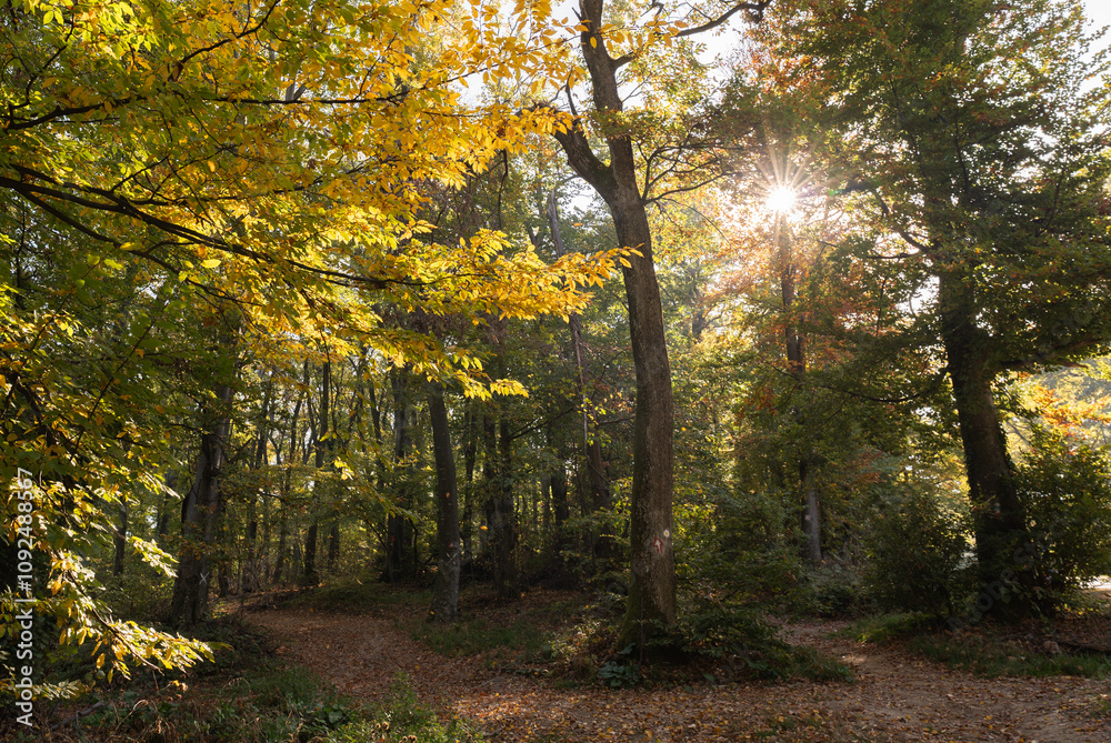 Obraz premium Autumn nature landscape of colorful forest
