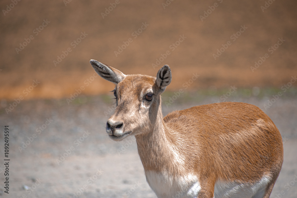 Fototapeta premium deer in the park