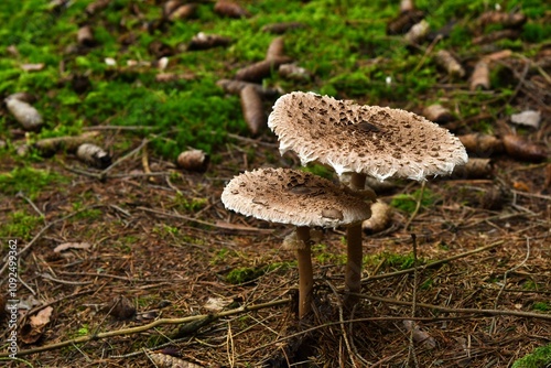 Piękne, dorodne grzyby czubajki kanie (Macrolepiota procera)  photo