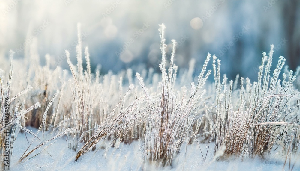 frozen grass on natural snowy background. frozen grass on natural snowy background.