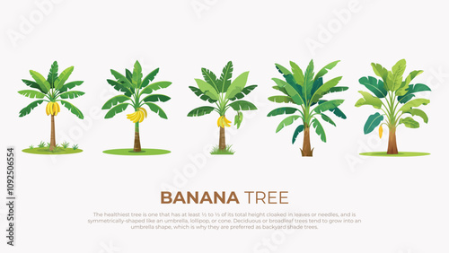 Banana Tree Illustrations Growth Stages, Leaves, and Fruits