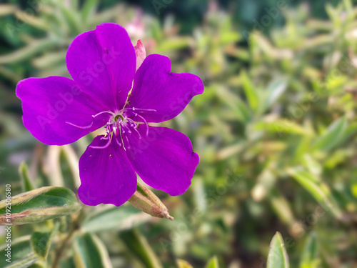 Tibouchina semidecandra or Princess flower or Pleroma semidecandrum or lasiandra is a herbaceous plant in the Melastomataceae family. Tibouchina has royal purple flowers and blooms all year round.
 photo