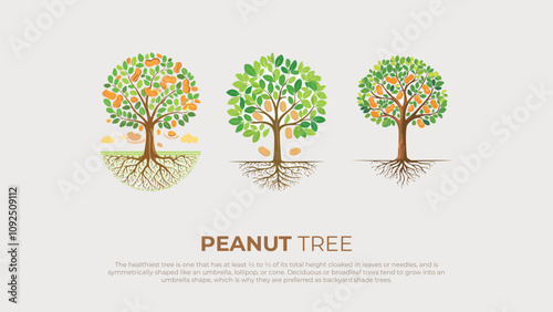 Peanut Tree Illustration Growth Stages, Roots, and Umbrella Shape