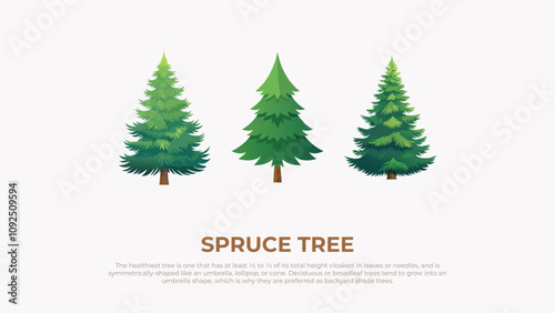 Three Spruce Tree Illustrations Shapes, Sizes, and Health