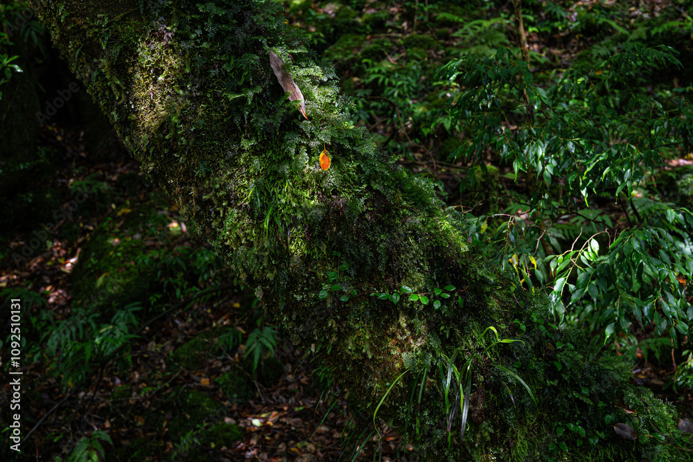 Fototapeta premium 屋久島 白谷雲水峡