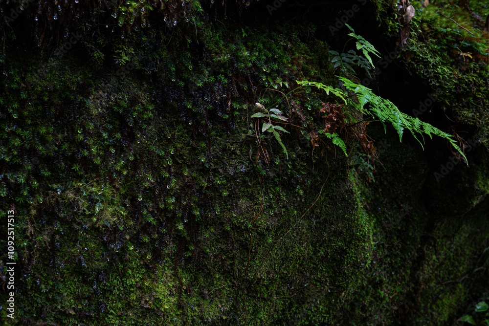 Obraz premium 屋久島 白谷雲水峡