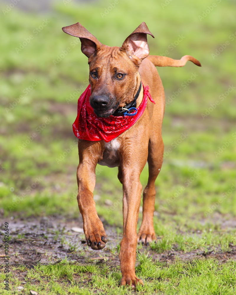 Rhodesian Ridgeback puppy, 6 months old, running toward camera, ears flying, wearing red bandana. Rhodesian Ridgeback puppy, 6 months old, running toward camera, ears flying, wearing red bandana.